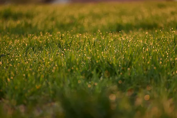 Woidlife180420mf004.JPG-1